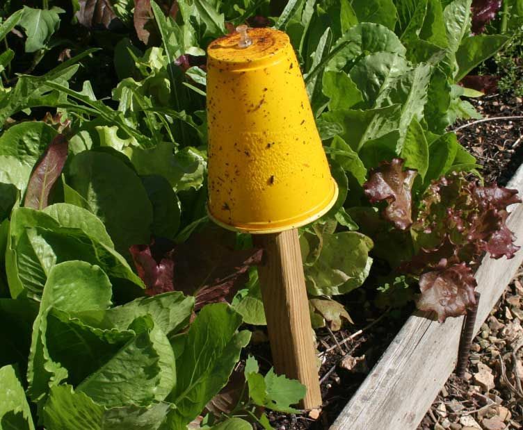 Homemade yellow sticky traps catch aphids that eat your tomato plants