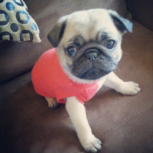 I never tire of photos of adorable pug puppies in clothes