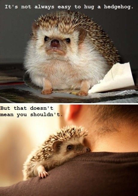 It's not always easy to hug a hedgehog…