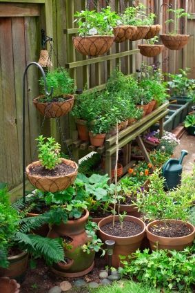 Kitchen container garden!