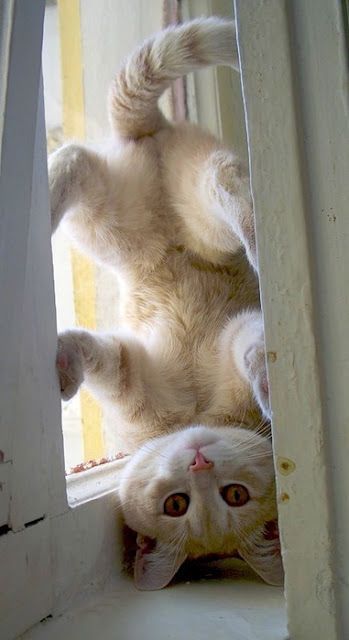 Kitty gymnastics