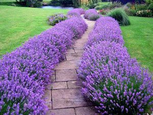 Lavender Hidcote – This easy-to-grow sun perennial thrives in full sun normal ga
