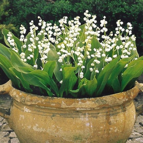 Lily Of The Valley  best contained in a pot, but so pretty and fragrant
