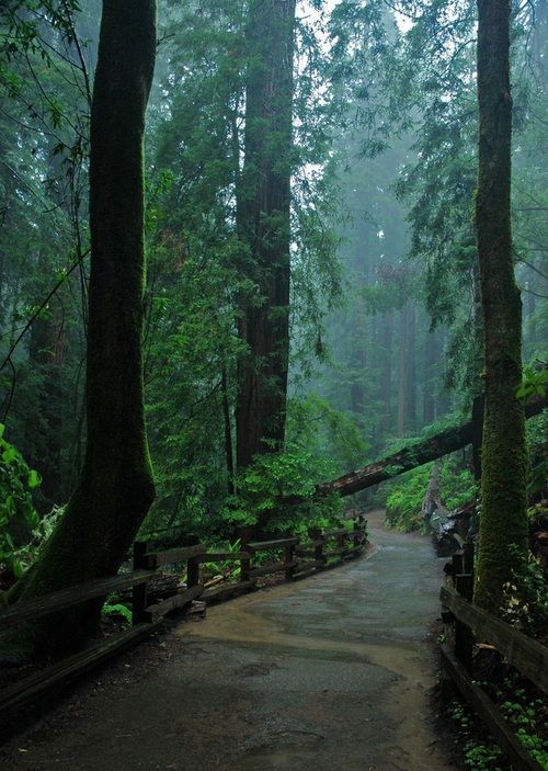 Muir Woods, San Francisco