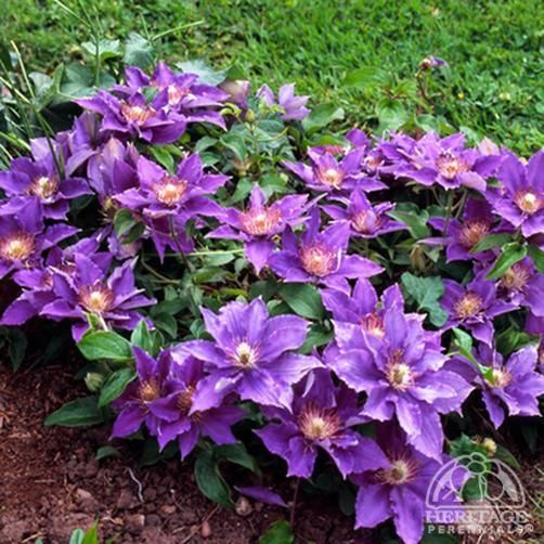 New Clematis. Stands only 12" tall. Blooms early to mid summer.  Might have