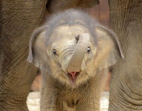 Newborn female Asiatic Elephant