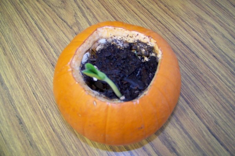 Open a pumpkin, add a little soil and water, and watch the seeds (which are alre