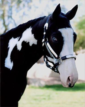 Paint horse with blue eyes