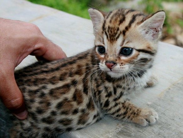 Pendekar Bengal… Like a domestic leopard! so cute. GIMMIE
