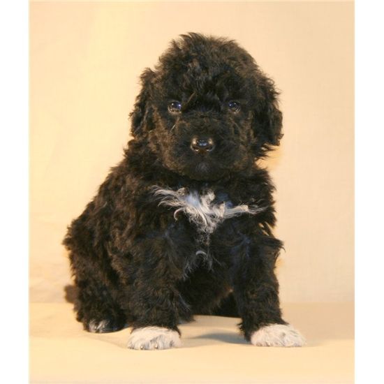 Portuguese Water Dog