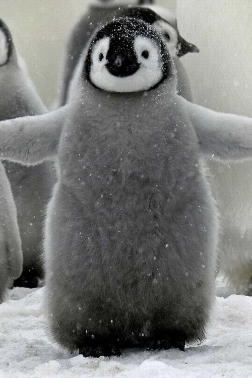 Puffy penguin.