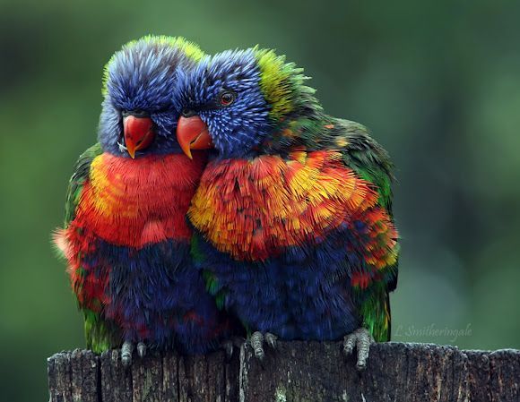 Rainbow Lorikeets, by Lesley Smitheringale via Project Noah