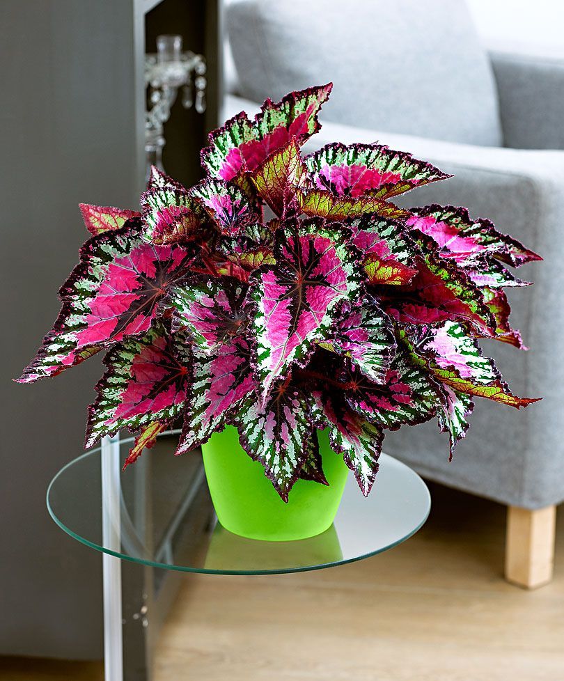 Rex Begonia – Indoor Plant love so pretty