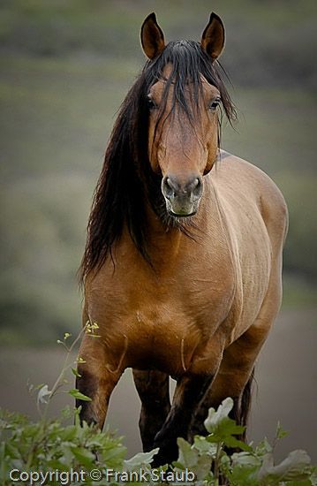 Sorraia breed – thought to be related to original Spanish mustangs. Return-to-Fr