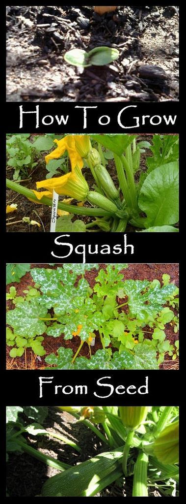 Squash