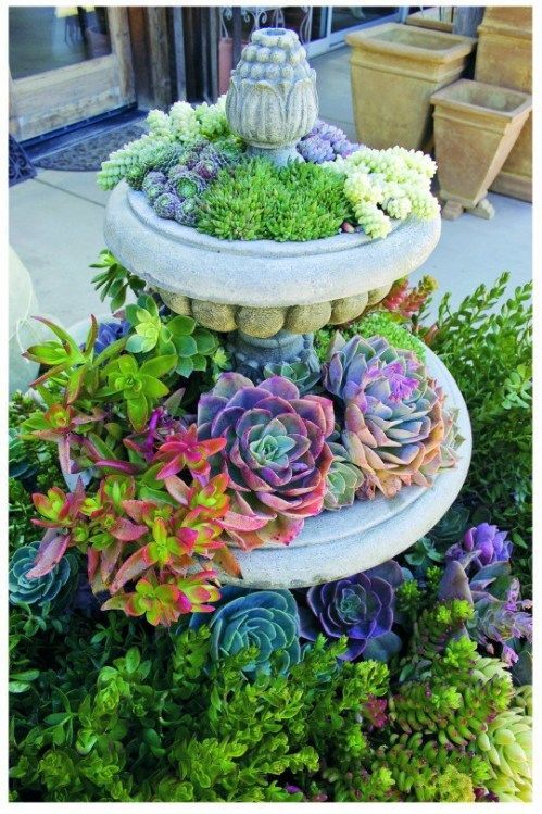 Succulent fountain