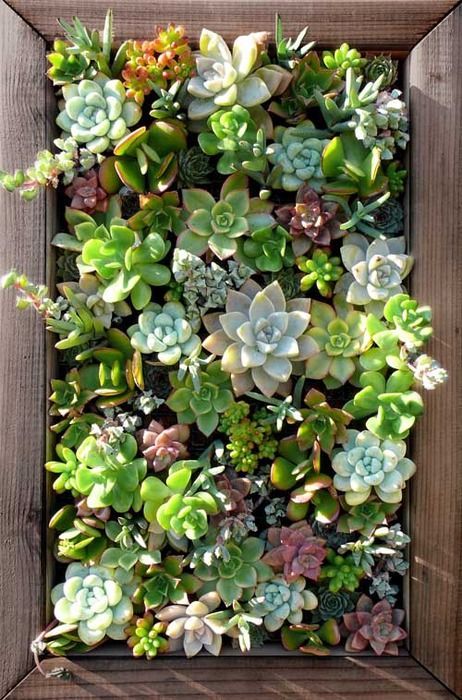 Succulents in a wooden frame — hanging wall garden perfect for those lacking in