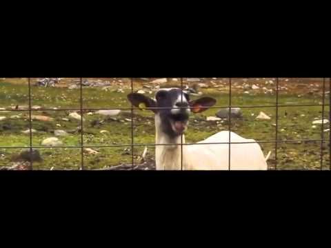Taylor Swift 25 sec video.  Trouble featuring the Goat.  HILARIOUS!