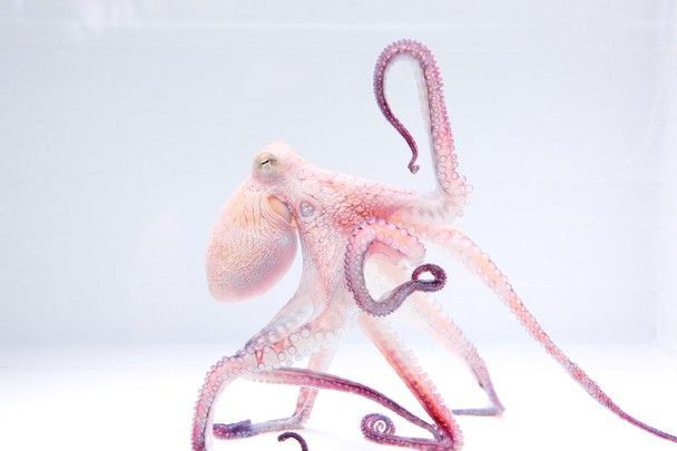 This Hawaiian octopus has the making of a Shakespearean actor. Caught in the bet