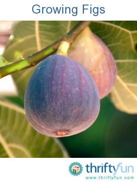 This guide is about growing figs. Are you considering planting a fig tree? In ad