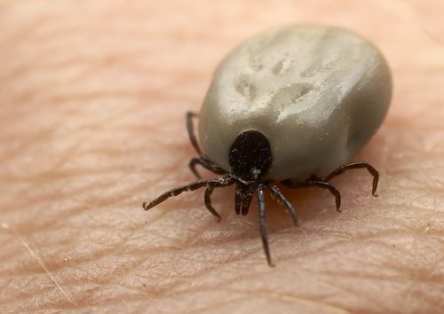 Tick Removal:  A nurse discovered a safe, easy way to remove ticks where they au