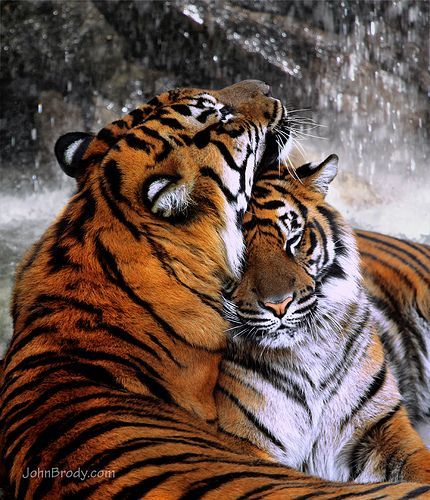 Tiger Romance by the Waterfall