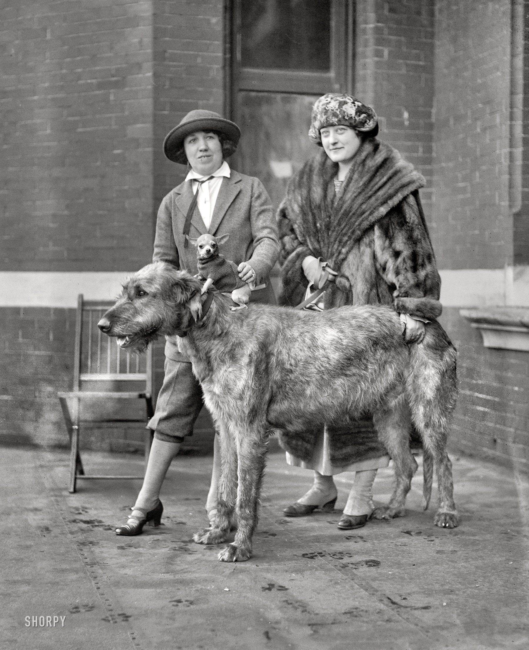 Top Dog: 1923