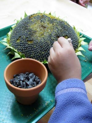 Tweezing sunflower seeds