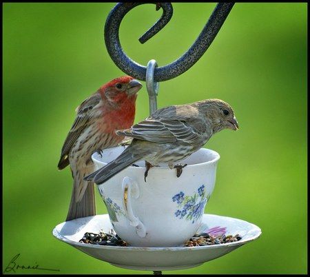 Water in the cup..seeds on the saucer.