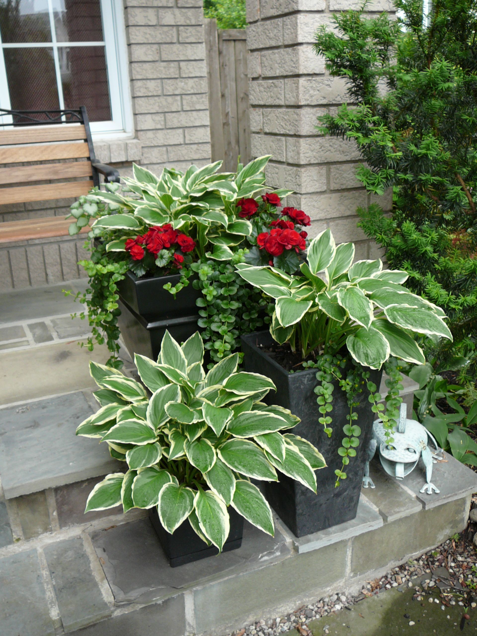 Who knew?   Hostas in a pot!  every spring they return…in the pot!  Add gerani