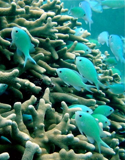 .turquoise fish among the coral
