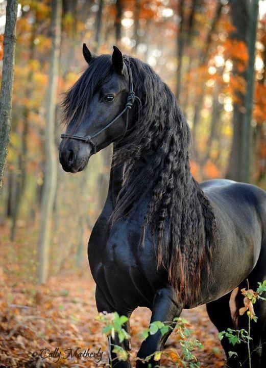 beautiful.. If only Ben had a mane like this!