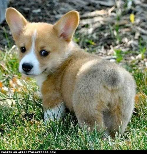 cute-corgi-bum