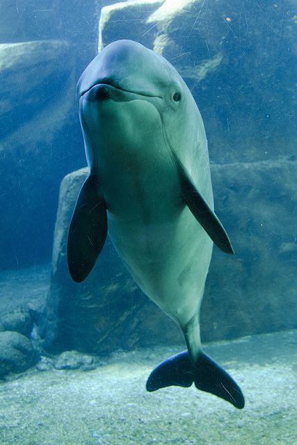 cute dolphin pose  :)
