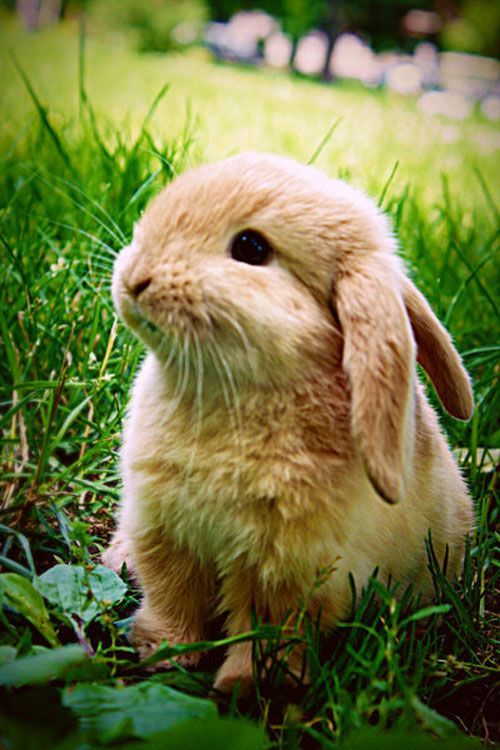 cute fluffy bunny rabbit