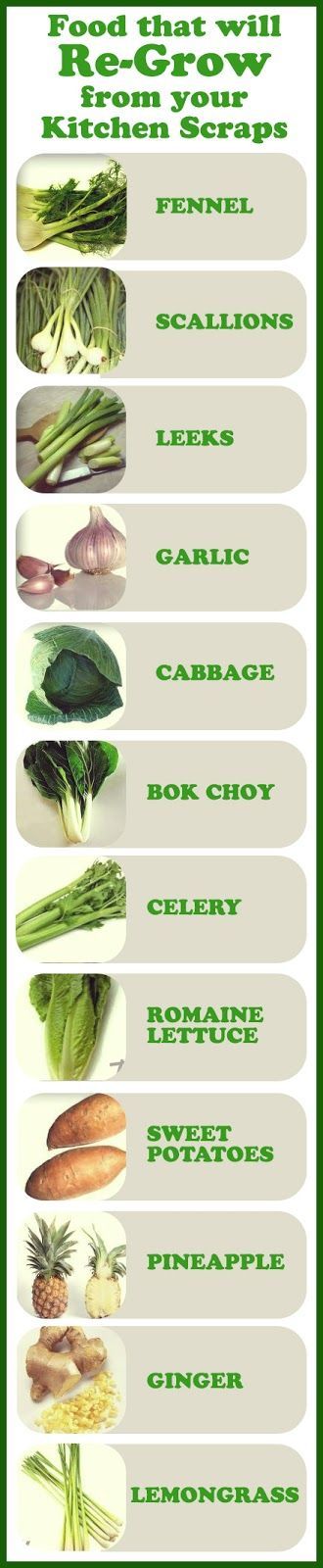 foods that will re-grow from scraps
