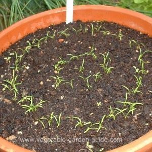growing carrots in a clay pot