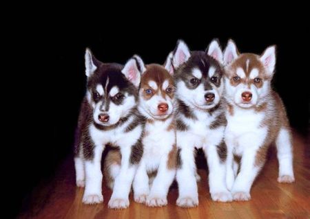 i will own a Siberian Huskey one day :D