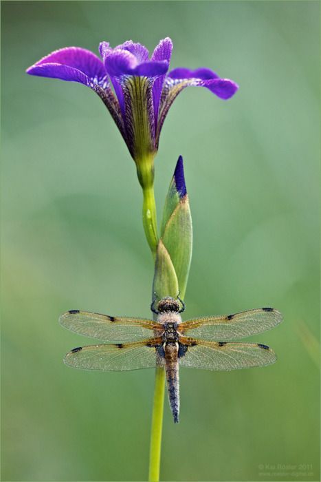 purple flower and dragonfly