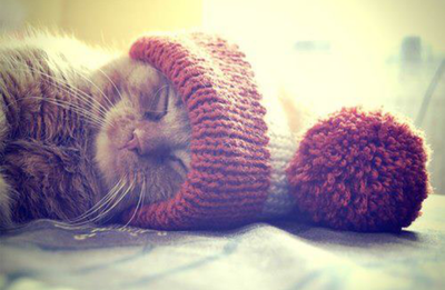 sleeping kitten in a winter hat