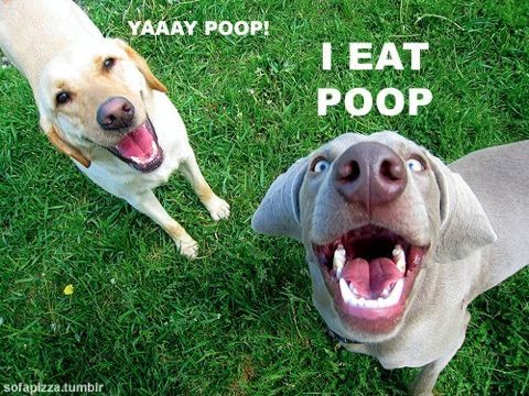 yea….. Remy loves her poop snacks