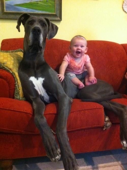21 Dogs Who Don't Realize How Big They Are. Love the one that reaches on top
