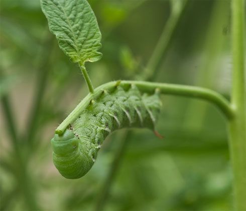 4 tomato plant pests & how to get rid of them