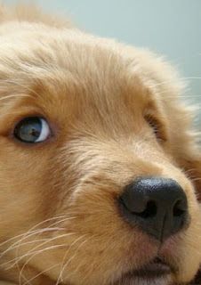 Adorably cute golden #retriever puppy