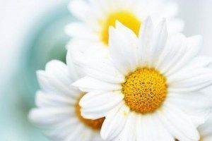 Daisy daisy… my favorite flowers in the whole world. considering a daisy tatto