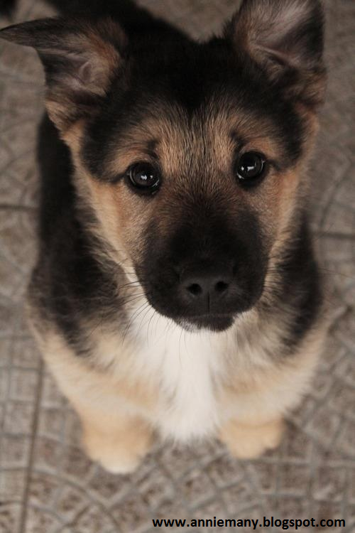 German Shepherd