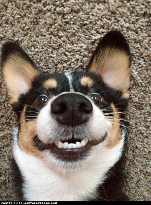 Happy Corgi