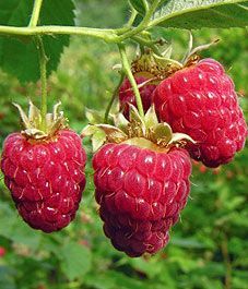 How to keep a patch of Red Raspberries healthy, happy and more productive…