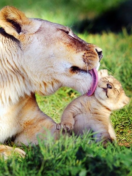 Lions~Africa