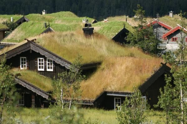 Norwegian grass roof tops